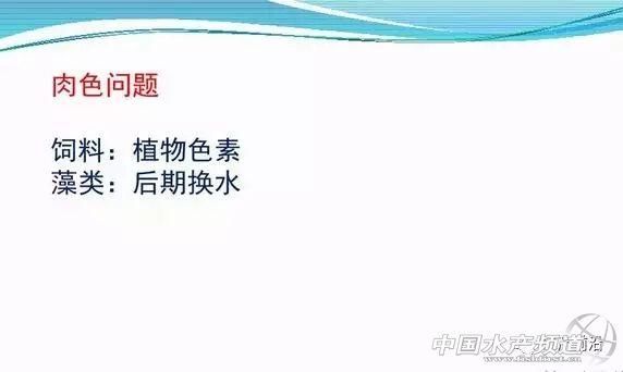 巴沙鱼或要引爆华南水产养殖业