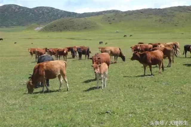 彩色大理，魅力洱源走进诗情画意的洱海之源