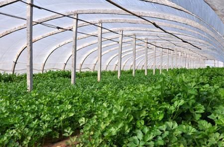 葱白+香菜,不出二周,不仅喷嚏不打了,鼻炎、鼻