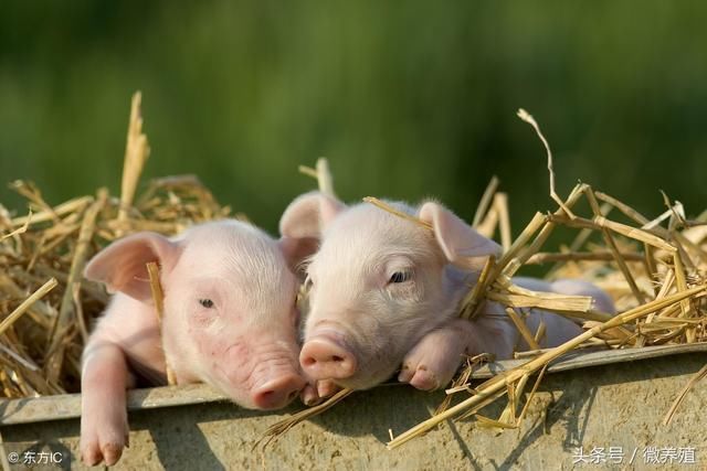 发改委提示生猪生产出现过剩苗头，你还认为近期猪价会涨吗？
