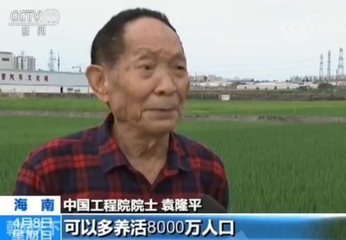 我国今年首次大范围试种海水稻 数亿亩盐碱地有望成粮仓