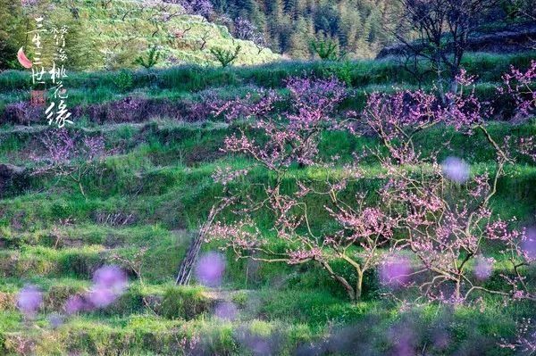 大福建这些地方，花开成海，美若仙境错过就要再等一年啦!