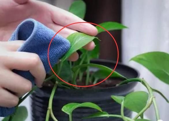 绿萝养几天就黄叶烂根?老花农1招让它7天爆盆