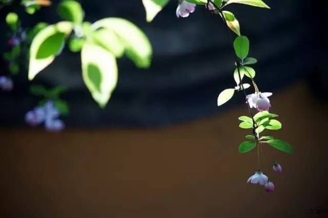 王维:遥知兄弟登高处,遍插茱萸少一人