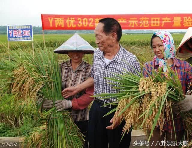 为何袁隆平费十余年研发的新稻谷，在国内不被推广，是真的没用吗