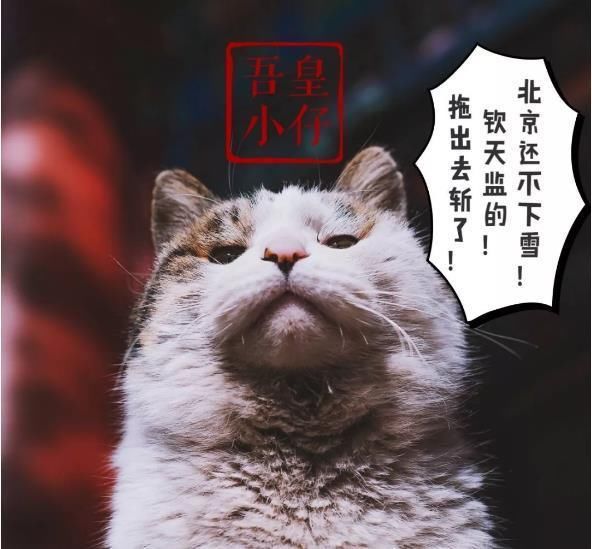 中国最会卖萌的猫咪都去故宫了!181只超美御猫