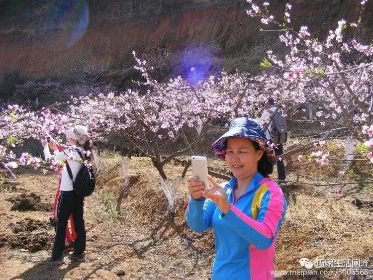 不负春光，不负自己！从巧家出发，赴一路花香！