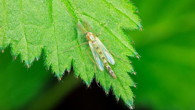 还用什么蚊香?一块肥皂就搞定,晚上开窗睡觉都