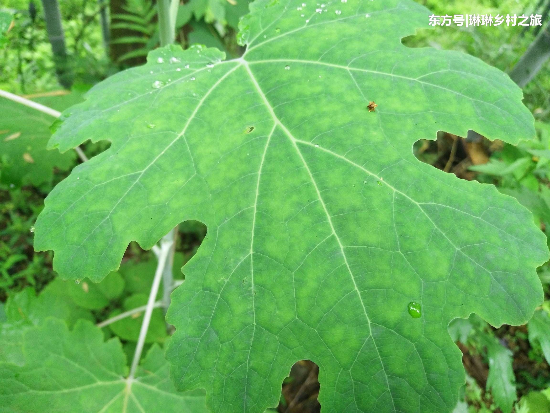 农村山边一种大叶植物，农民当野草砍掉，如今15元一斤成稀罕货