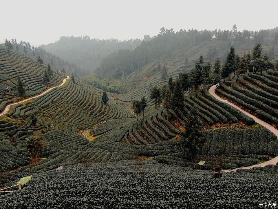 参观牛碾坪万亩观光茶