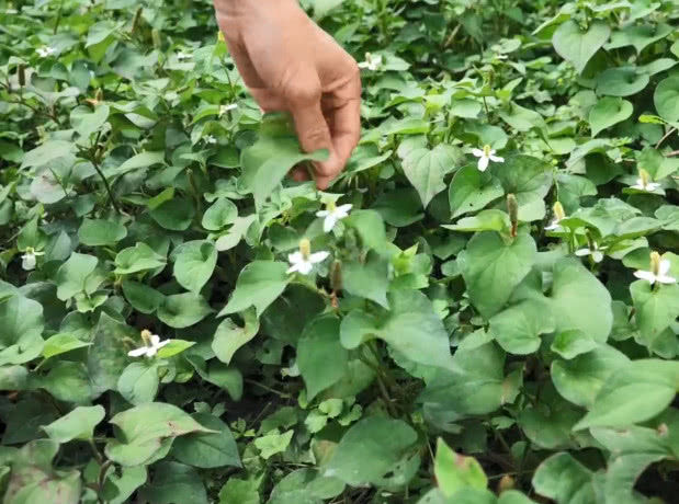 一股味道的股怎么