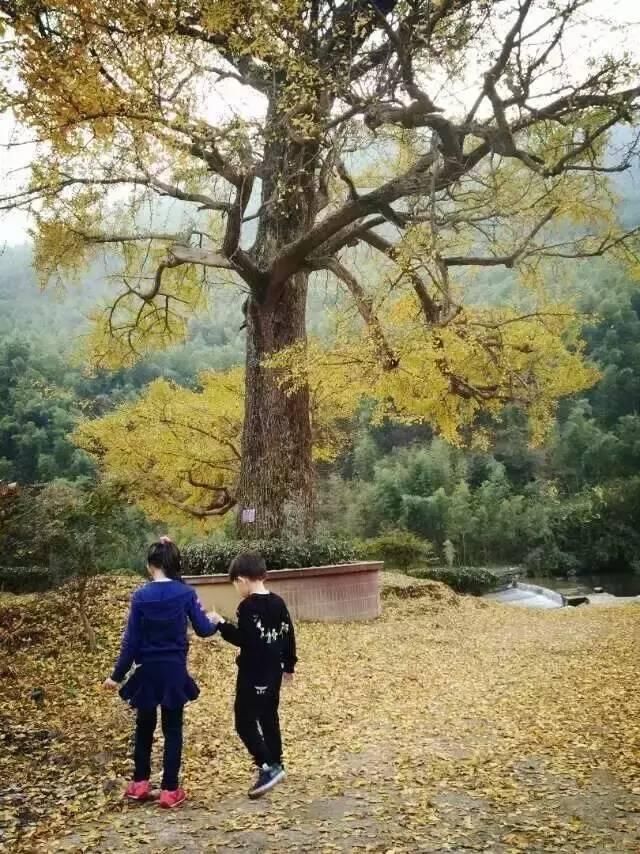在麦田与山谷之间,有个女孩弄了个文艺的小院