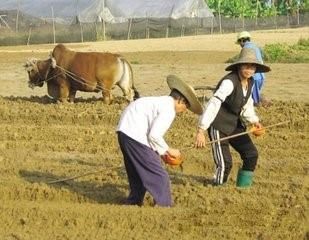 见过这种植物吗？女强人尚红英就是凭借它月赚十万的。