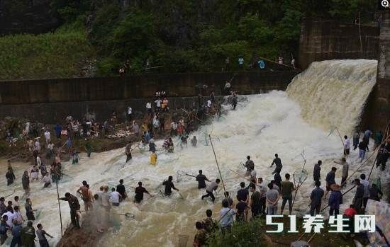 农村一水库泄洪，村民下河轻松捞出近百斤大家伙，村民纷纷围观