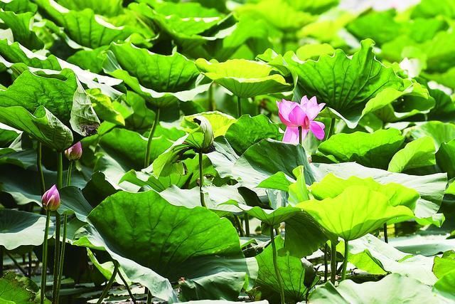 长春南湖公园今年荷花为啥开得少 专家:跟春季