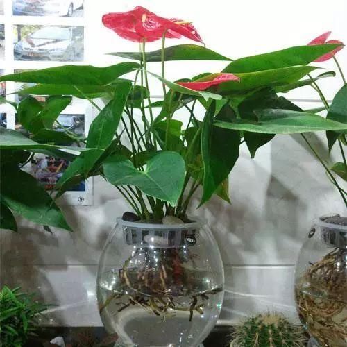这些用“水”做出来的植物最美，再也不用担心水浇多啦!