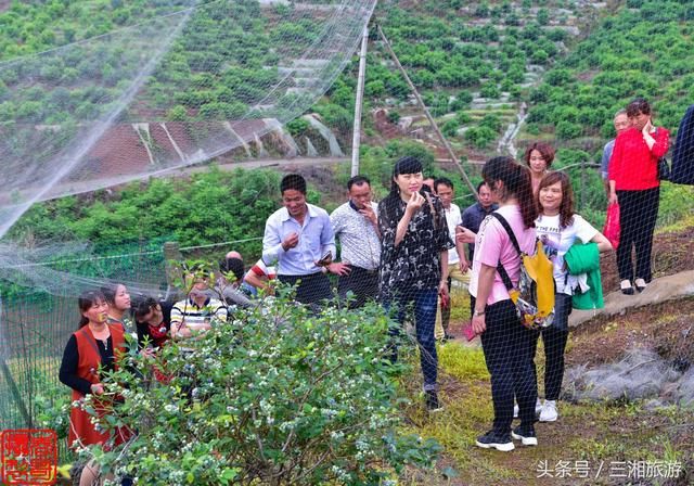 长沙南部有个蓝莓基地，果大微酸带甜味，初夏已进入盛果采摘期