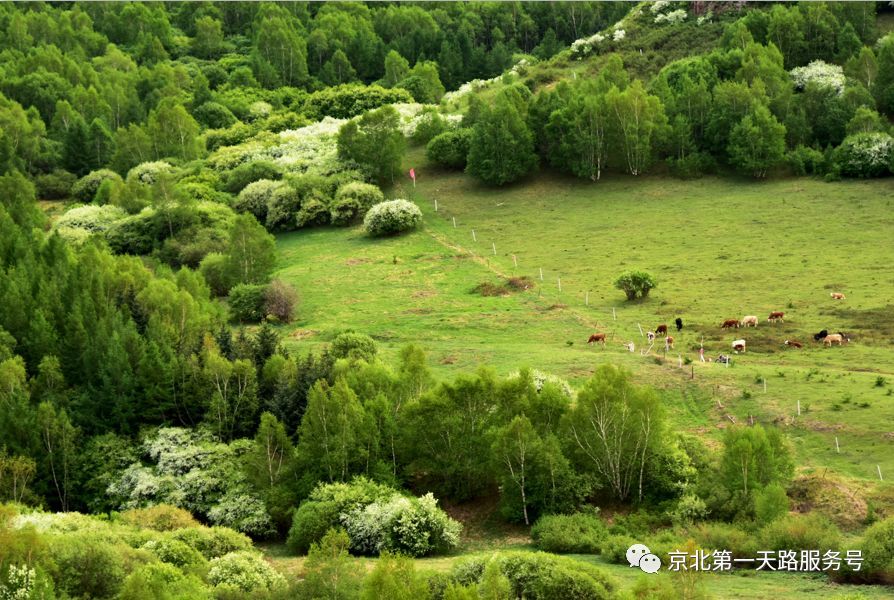 白桦林万圣狂欢夜 专为你定制的草原风情篝火派对 白桦林万圣狂欢夜位于京北第一天路景区白桦林狂欢谷的夜场狂欢。是集篝火狂欢、特技剧场、巡游表演、生态休闲、特色餐饮、主题商店、综合服务于一体,让你尽情体验丰宁坝上世外桃源的无穷欢乐。挑战啤酒争霸大赛、欣赏草原风情安代、陶冶马头琴的悠扬、嗨翻搞笑的二人转、燃爆全场的电音狂趴以及最具草原风情的篝火狂欢。品尝坝上草原特色美食,在辽阔的坝上草原,我们酣畅淋漓的音乐狂欢,豪迈的啤酒畅饮,远离城市的喧嚣,接受大自然的拥抱,呼吸蓝天下清新自然的空气,感受一场纯正草原文化旅游