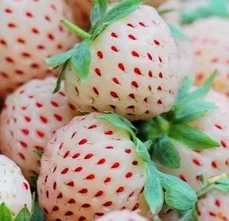 大深山里的野果菠萝莓245元RMB一公斤,很少