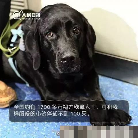 男子地铁不听劝阻多次骚扰导盲犬