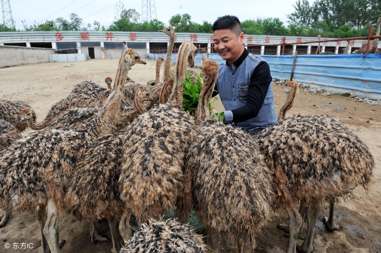 15张图片看完你还能肯定你吃到的都是野生食物么?