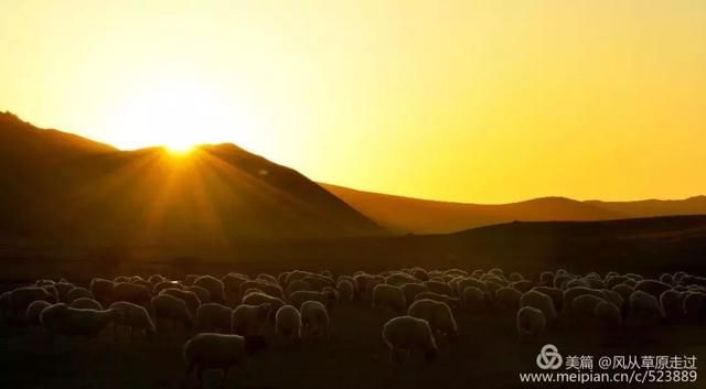 三千多个牧民 几十万头牲畜 连绵几十里大迁移！