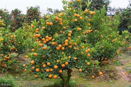 柑橘市场风云:柑橘即将大量上市,脐橙、砂糖桔