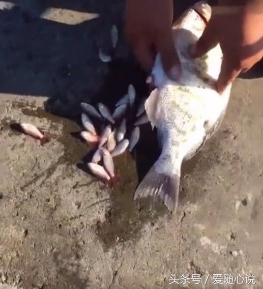 男子岸边发现肚子鼓鼓难产的鱼,帮它引产后,结