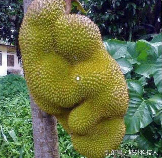 世界最奇怪的水果，图1我忍了，后边的无法忍受！