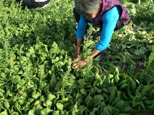 农村老人起早贪黑挖油菜，只为赚点零花钱