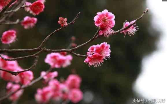 南京：天下第一梅山梅花盛开，市民赏梅享春光