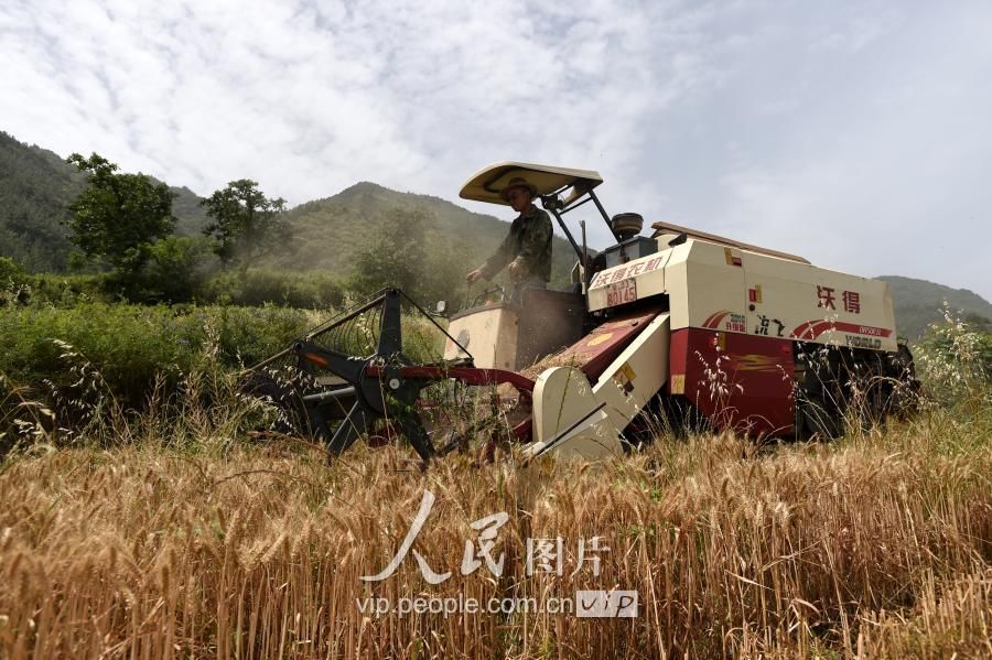西安:秦岭山地抢收小麦