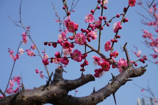 春节闲逛走拍洛阳百态之四：瀍河洛浦梅花艳，桥飞蛟龙丝路长