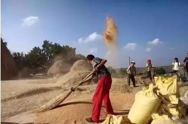 过去麦收的老照片，全是满满的回忆！