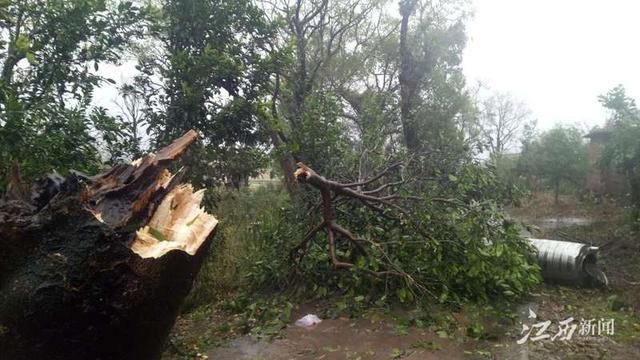 鹰潭出现罕见强对流天气 直接经济损失2.2亿元