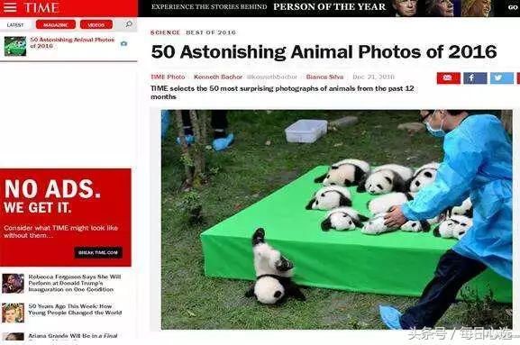 熊猫在世界深受喜爱 美国网友要用此人换熊猫