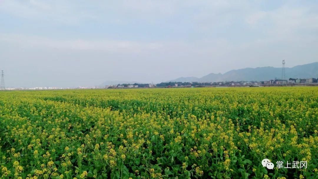 武冈万亩油菜花春节前提前开放，即将迎来赏花潮！约吗~