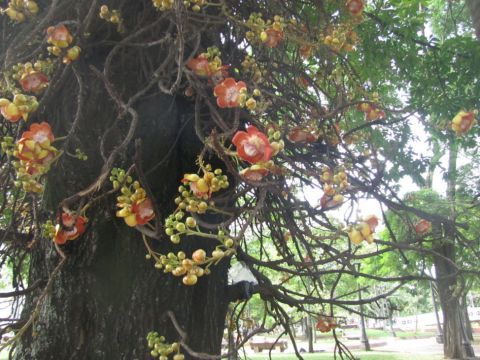 一种奇怪的树边开花边结果一年四季不断,成熟