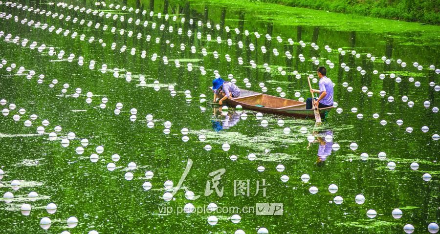 江苏泗洪:半城镇小河沟创大效益