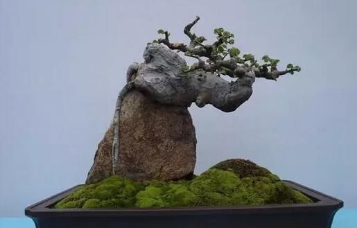 岭南附石盆景制作方法,刚柔并济,一派奇景!