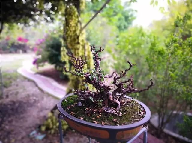 周六免费!广州附近这片禾雀花海没爆了,千万别错过了...