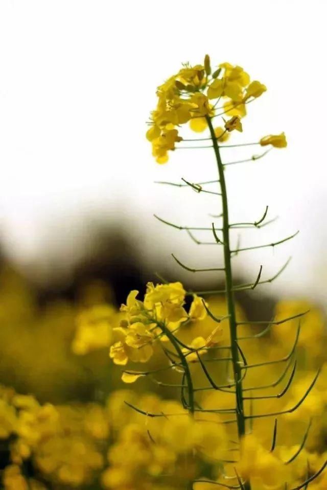 美出天际线的油菜花海不止是婺源才有！内附油菜花田最强拍照指南