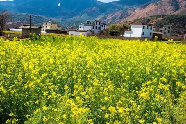 3月，美的不仅是丽江，更是丽江旁边的这座小城！