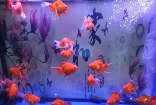 观赏鱼店里的鱼