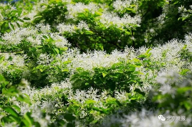 五一北京各景区都人从众?不妨来植物园这条冷