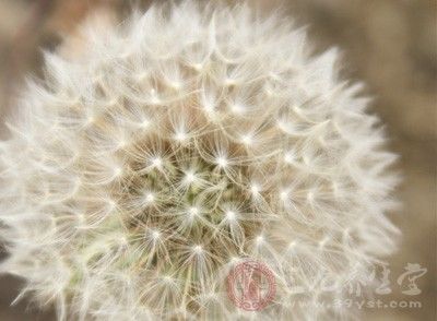 蒲公英茶的功效 蒲公英的食用方法有哪些(2)