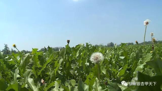 既能上班领工资，又能坐收土地租金，邳州农民走出致富新路子