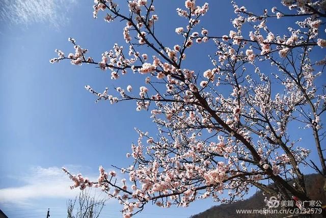 春天来了，一起去留坝太子岭看花吧！