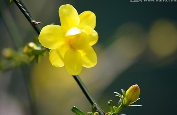 艾蜜莉原创上联:迎春花开闹春意,春色满枝头;求