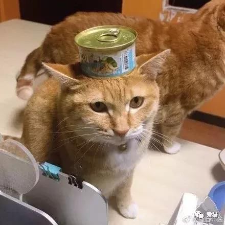 如果你家猫会挣钱养你,它能做什么工作?